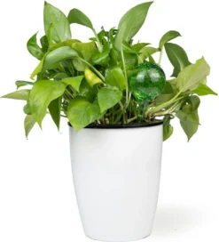 Merkloos Decopatent® 4 Stuks - Waterdruppelaar Voor Planten - Watergever - Glas - Waterbollen - Watergeefsysteem - Plantenbollen - Groen -Tuinwereld Verkoop 1091x1200 5