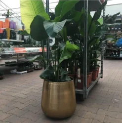 Gina Da Bloempot Karakter Goud - XL -Tuinwereld Verkoop 1191x1200 13