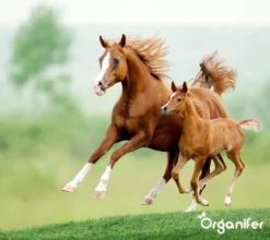Kalk Korrel Meststof Verrijkt Met Magnesium (5Kg - Voor 100m2) Voor Dieper Bladgroen (+PH) Speciaal Voor Gazon, Perken, Moestuin En Openbaar Groen - Organifer -Tuinwereld Verkoop 1200x1071 6