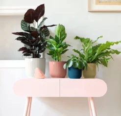 Elho Vibes Fold Rond 25 - Bloempot Voor Binnen - Ø 25.0 X H 23.0 Cm - Delicaat Roze 14 Elho Vibes Fold Rond 25 - Bloempot Voor Binnen - Ø 25.0 X H 23.0 Cm - Delicaat Roze -Tuinwereld Verkoop 1200x1149 5