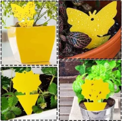 Professor Q - Rouwvliegjes Bestrijden - Fruitvliegjes Vanger - Fruitvlieg - Vliegenvanger - Insectenvanger Tegen Rouwvliegen - Vangplaten - 24 Stuks -Tuinwereld Verkoop 1200x1194 15