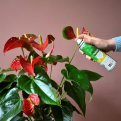 Pokon Bladglans 600ml 9 Pokon Bladglans 600ml -Tuinwereld Verkoop 1200x1200 2343