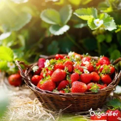 Lavagruis Uit Eifel Oergesteente (20Kg Voor 200m2) Grof Lavameel 0-2mm - Organifer -Tuinwereld Verkoop 1200x1200 2377