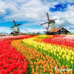 Lavagruis Uit Eifel Oergesteente (20Kg Voor 200m2) Grof Lavameel 0-2mm - Organifer -Tuinwereld Verkoop 1200x1200 2378