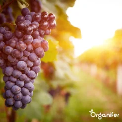 Lavagruis Uit Eifel Oergesteente (20Kg Voor 200m2) Grof Lavameel 0-2mm - Organifer -Tuinwereld Verkoop 1200x1200 2379