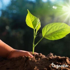 Lavagruis Uit Eifel Oergesteente (20Kg Voor 200m2) Grof Lavameel 0-2mm - Organifer -Tuinwereld Verkoop 1200x1200 2385