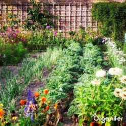 Lavagruis Uit Eifel Oergesteente (20Kg Voor 200m2) Grof Lavameel 0-2mm - Organifer -Tuinwereld Verkoop 1200x1200 2388