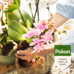Pokon Orchidee Voeding - 250ml - Plantenvoeding - 10ml Per 1L Water 10 Pokon Orchidee Voeding - 250ml - Plantenvoeding - 10ml Per 1L Water -Tuinwereld Verkoop 1200x1200 2390
