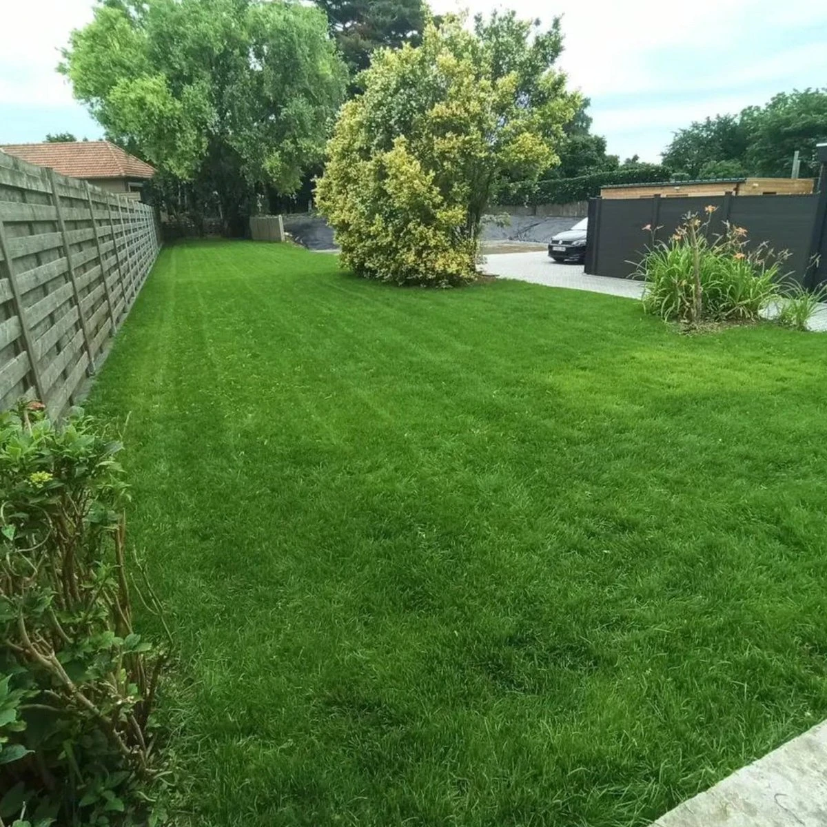 Gazonmest Met Ijzersulfaat Voor 100m²Gras | Gazon Meststof Met Ijzer | Mos Bestrijding & Gras Bemesting In Één | Ideaal Voor Meststofstrooier | Gazonbemesting 5 Gazonmest Met Ijzersulfaat Voor 100m²Gras | Gazon Meststof Met Ijzer | Mos Bestrijding & Gras Bemesting In Één | Ideaal Voor Meststofstrooier | Gazonbemesting - Afbeelding 5