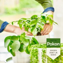 Pokon Bio Groene Planten Voeding - 500ml - Plantenvoeding (bio) - 7ml Per 1L Water -Tuinwereld Verkoop 1200x1200 2403