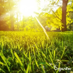 Gazonmest All-In-One (5Kg - Voor 100m2) Voor Een Diepgroen Sterk Gazon Zonder Mos En Onkruid - Complete Meststof Met Kalk En Grasversterker - Organifer -Tuinwereld Verkoop 1200x1200 2419