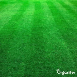 Kalk Korrel Meststof Verrijkt Met Magnesium (20Kg - Voor 400m2) Voor Dieper Bladgroen (+PH) Speciaal Voor Gazon, Perken, Moestuin En Openbaar Groen - Organifer -Tuinwereld Verkoop 1200x1200 2434