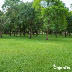 Kalk Korrel Meststof Verrijkt Met Magnesium (20Kg - Voor 400m2) Voor Dieper Bladgroen (+PH) Speciaal Voor Gazon, Perken, Moestuin En Openbaar Groen - Organifer -Tuinwereld Verkoop 1200x1200 2435