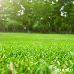 Kalk Korrel Meststof Verrijkt Met Magnesium (20Kg - Voor 400m2) Voor Dieper Bladgroen (+PH) Speciaal Voor Gazon, Perken, Moestuin En Openbaar Groen - Organifer -Tuinwereld Verkoop 1200x1200 2437