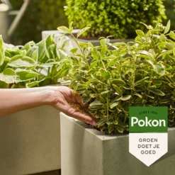 Pokon Voedingskorrels Voor Groene Planten - 800gr - 180 Dagen Voeding - Plantenvoeding 11 Pokon Voedingskorrels Voor Groene Planten - 800gr - 180 Dagen Voeding - Plantenvoeding -Tuinwereld Verkoop 1200x1200 2438