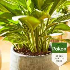 Pokon Groene Planten Voeding - 500ml - Plantenvoeding - 20ml Per 1L Water 8 Pokon Groene Planten Voeding - 500ml - Plantenvoeding - 20ml Per 1L Water -Tuinwereld Verkoop 1200x1200 2439