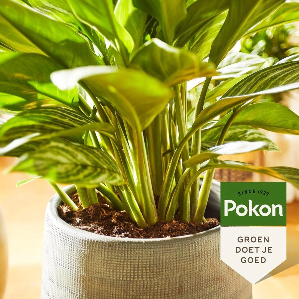 Pokon Groene Planten Voeding - 500ml - Plantenvoeding - 20ml Per 1L Water 4 Pokon Groene Planten Voeding - 500ml - Plantenvoeding - 20ml Per 1L Water - Afbeelding 4