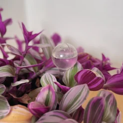 Merkloos JADI - Druppelsysteem - Waterdruppelaar Voor Uw Planten - Set Van 6 Stuks - 3 Grote & 3 Kleine - Transparante Waterbollen -Tuinwereld Verkoop 1200x1200 2566