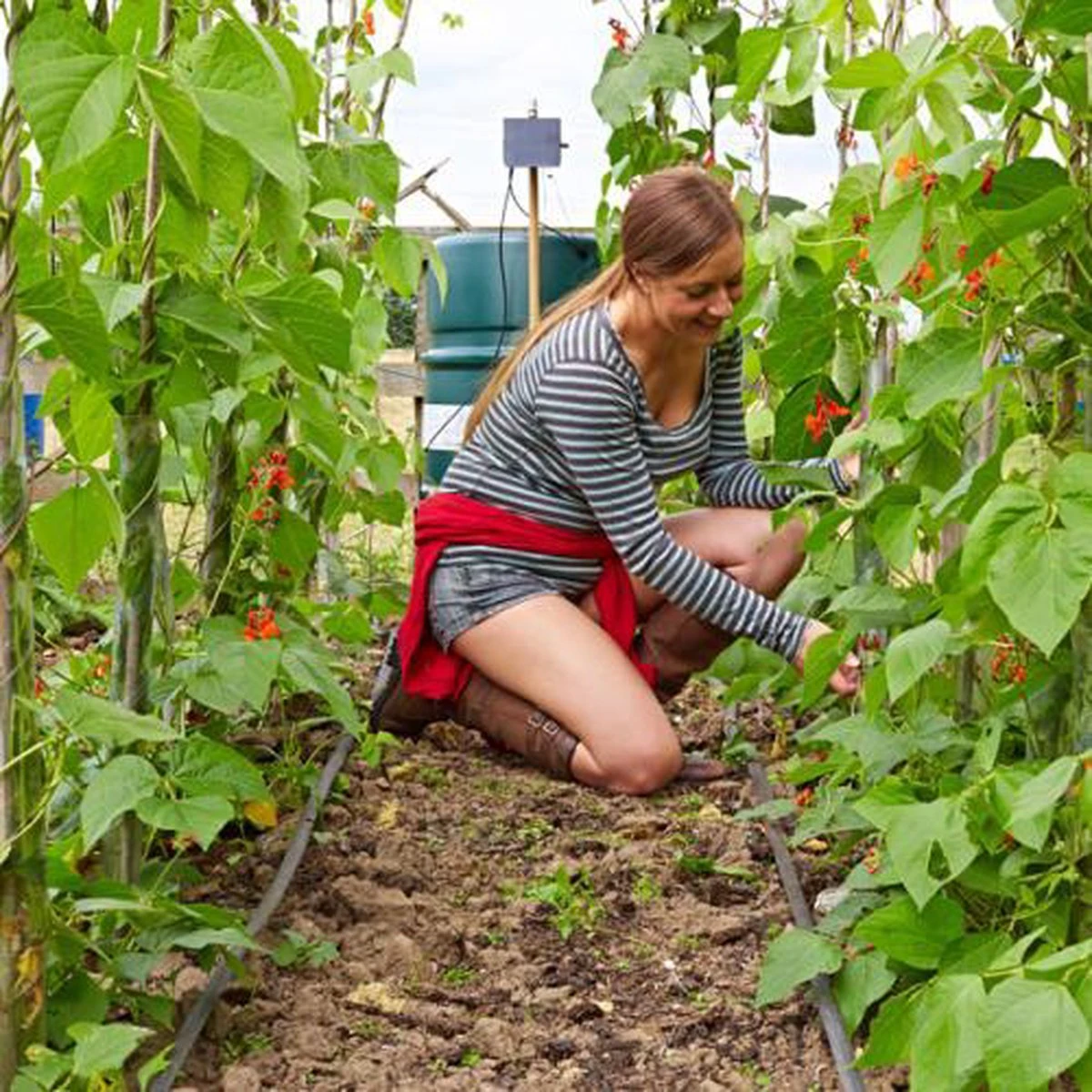 Irrigatia SOL-C24 Irrigatie Systeem Op Zonne-energie - Da's Slim Water Geven ! 4 Irrigatia SOL-C24 Irrigatie Systeem Op Zonne-energie - Da's Slim Water Geven ! - Afbeelding 4