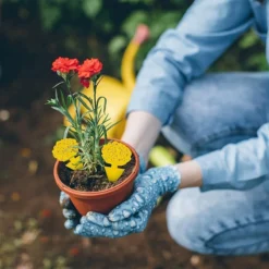 Professor Q - Rouwvliegjes Bestrijden - Fruitvliegjes Vanger - Fruitvlieg - Vliegenvanger - Insectenvanger Tegen Rouwvliegen - Vangplaten - 24 Stuks -Tuinwereld Verkoop 1200x1200 2841