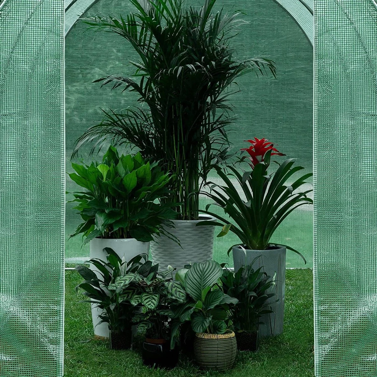 Kas 300x200x190 Cm, Foliekas Wintervast, Tomatenhuis Met Deur 6 Ramen 2 Kas 300x200x190 Cm, Foliekas Wintervast, Tomatenhuis Met Deur 6 Ramen - Afbeelding 2