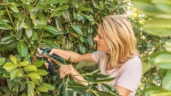 Bosch EasyPrune Accu Snoeischaar - 3.6 V Accu - USB 14 Bosch EasyPrune Accu Snoeischaar - 3.6 V Accu - USB -Tuinwereld Verkoop 1200x675 31