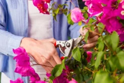 Felco 14 Snoeischaar | Ergonomisch | Voor Kleine Handen -Tuinwereld Verkoop 1200x800 358