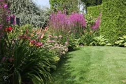 ECOstyle Tuinmest Organische Meststof - Border & Siertuin - Natuurlijke Meststof Gazon - 120 Dagen Voeding- 50 M² - 5 KG -Tuinwereld Verkoop 1200x800 517