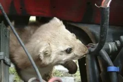 Motip Anti-marterspray - 500 Ml. -Tuinwereld Verkoop 1200x800 621