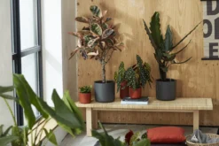 Elho B.for Soft Rond 30 - Bloempot Voor Binnen - Ø 29.5 X H 27.6 Cm - Antraciet 16 Elho B.for Soft Rond 30 - Bloempot Voor Binnen - Ø 29.5 X H 27.6 Cm - Antraciet -Tuinwereld Verkoop 1200x800 638