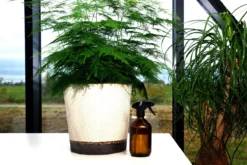 24DOTS Living Plantenspuit | 500 Ml Bruin Amber Glas | Plantensproeier | Plantenspuit Binnen | Waterverstuiver | Vernevelaar -Tuinwereld Verkoop 1200x803 5