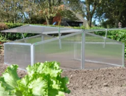 Royal Well Broeikas Silver Thyme