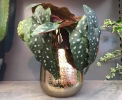 Gina Da Bloempot Karakter Goud - XL -Tuinwereld Verkoop 1200x984 4