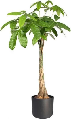 Elho B.for Soft Rond 30 - Bloempot Voor Binnen - Ø 29.5 X H 27.6 Cm - Antraciet 14 Elho B.for Soft Rond 30 - Bloempot Voor Binnen - Ø 29.5 X H 27.6 Cm - Antraciet -Tuinwereld Verkoop 714x1200 1