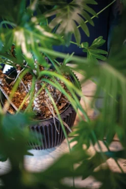 Capi Europe - Vaas Elegant Laag Groove NL - 34x46 - Goud - Voor Binnen En Buiten - KGVGB782 12 Capi Europe - Vaas Elegant Laag Groove NL - 34x46 - Goud - Voor Binnen En Buiten - KGVGB782 -Tuinwereld Verkoop 799x1200 91