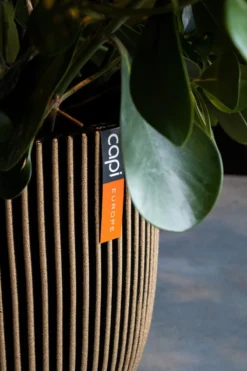 Capi Europe - Vaas Elegant Laag Groove NL - 34x46 - Goud - Voor Binnen En Buiten - KGVGB782 11 Capi Europe - Vaas Elegant Laag Groove NL - 34x46 - Goud - Voor Binnen En Buiten - KGVGB782 -Tuinwereld Verkoop 800x1200 185