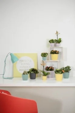 Elho Brussels Rond Mini 7 - Bloempot Voor Binnen - Ø 6.7 X H 6.0 Cm - Zwart/Antraciet -Tuinwereld Verkoop 800x1200 189