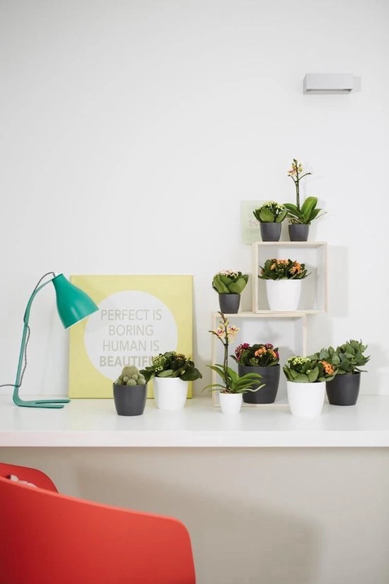 Elho B.for Soft Rond 30 - Bloempot Voor Binnen - Ø 29.5 X H 27.6 Cm - Antraciet 4 Elho B.for Soft Rond 30 - Bloempot Voor Binnen - Ø 29.5 X H 27.6 Cm - Antraciet - Afbeelding 4