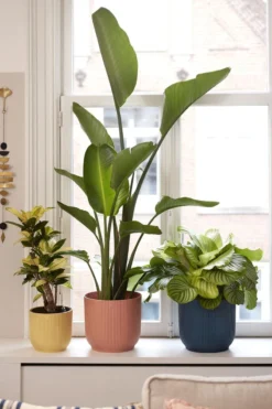 Elho Vibes Fold Rond 25 - Bloempot Voor Binnen - Ø 25.0 X H 23.0 Cm - Delicaat Roze 11 Elho Vibes Fold Rond 25 - Bloempot Voor Binnen - Ø 25.0 X H 23.0 Cm - Delicaat Roze -Tuinwereld Verkoop 800x1200 193