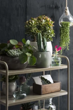 Mica Decorations Lester Bloempot - H31 X Ø33 Cm - Terracotta - Groen 15 Mica Decorations Lester Bloempot - H31 X Ø33 Cm - Terracotta - Groen -Tuinwereld Verkoop 800x1200 198