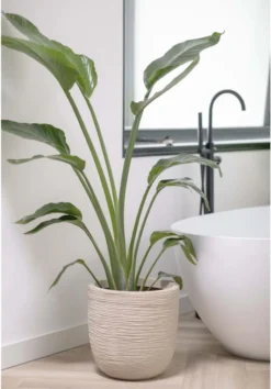 Capi Europe - Bloempot Bol Waste Rib NL - 35x34 - Terrazzo Beige - Voor Binnen En Buiten - KTBR932 -Tuinwereld Verkoop 837x1200 7