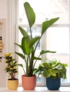 Elho Vibes Fold Rond 25 - Bloempot Voor Binnen - Ø 25.0 X H 23.0 Cm - Delicaat Roze 15 Elho Vibes Fold Rond 25 - Bloempot Voor Binnen - Ø 25.0 X H 23.0 Cm - Delicaat Roze -Tuinwereld Verkoop 911x1200 1