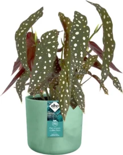 Elho The Ocean Collection Round 22cm - Bloempot Voor Binnen - 100% Gerecycled Materiaal - Gemaakt Met Zeeafval - Ø 22.3 X H 20.4 Cm - Pacifisch Groen -Tuinwereld Verkoop 952x1200