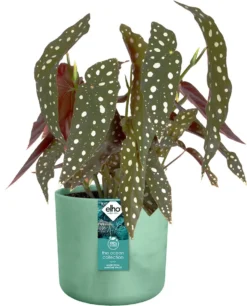 Elho The Ocean Collection Round 22cm - Bloempot Voor Binnen - 100% Gerecycled Materiaal - Gemaakt Met Zeeafval - Ø 22.3 X H 20.4 Cm - Pacifisch Groen -Tuinwereld Verkoop 969x1200 10