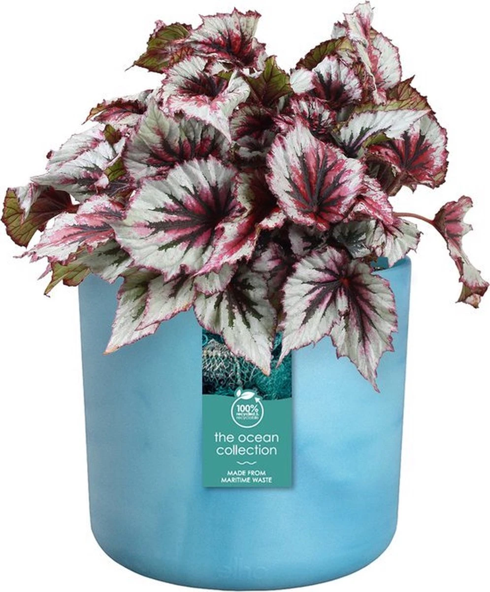 Elho The Ocean Collection Round 22cm - Bloempot Voor Binnen - 100% Gerecycled Materiaal - Gemaakt Met Zeeafval - Ø 22.3 X H 20.4 Cm - Atlantisch Blauw 9 Elho The Ocean Collection Round 22cm - Bloempot Voor Binnen - 100% Gerecycled Materiaal - Gemaakt Met Zeeafval - Ø 22.3 X H 20.4 Cm - Atlantisch Blauw - Afbeelding 9